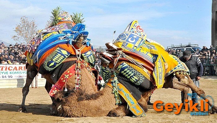geyikli-deve-guresi