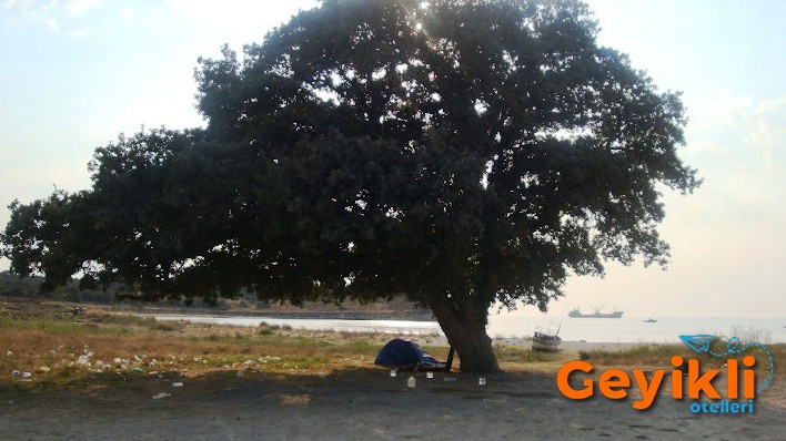 karaburun-palamut-agaci